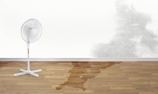 Best Mold removal after water damage  in West End Cobb Town, AL